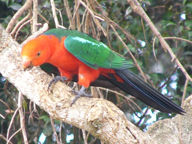 King Parrot